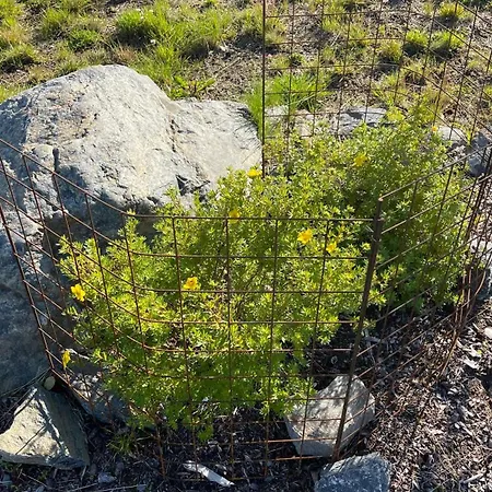 Sanderstolen Tisleidalen